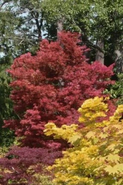 Beni Fushigi Japanese Maple - 1 Gallon Pot -Wilson Bros Gardens Shop Japanese Maple Beni Fushigi 2