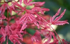 Beni Fushigi Japanese Maple - 1 Gallon Pot -Wilson Bros Gardens Shop Japanese Maple Beni Fushigi 3