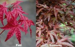 Beni Fushigi Japanese Maple - 1 Gallon Pot -Wilson Bros Gardens Shop Japanese Maple Beni Fushigi 5