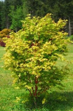 Beni Kawa Coral Bark Japanese Maple - 3 Gallon Pot -Wilson Bros Gardens Shop Japanese Maple Beni Kawa 1