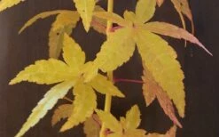 Bihou Yellow Bark Japanese Maple - 1 Gallon Pot -Wilson Bros Gardens Shop Japanese Maple Bihou Yellow Bark 1