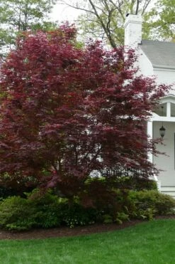 Bloodgood Red Leaf Japanese Maple - 3 Gallon Pot -Wilson Bros Gardens Shop Japanese Maple Boodgood 20 2