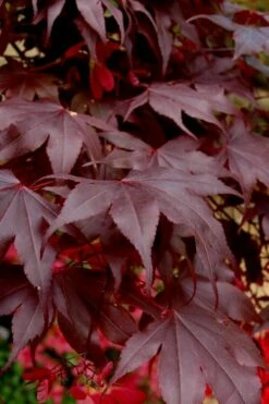 Bloodgood Red Leaf Japanese Maple - 3 Gallon Pot -Wilson Bros Gardens Shop Japanese Maple Boodgood 24 2