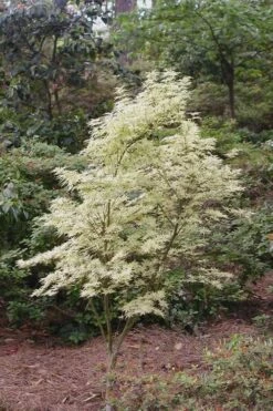 Butterfly Japanese Maple - 3 Gallon Pot -Wilson Bros Gardens Shop Japanese Maple Butterfly 1 3