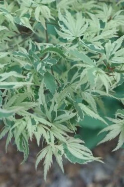 Butterfly Japanese Maple - 3 Gallon Pot -Wilson Bros Gardens Shop Japanese Maple Butterfly 2 3