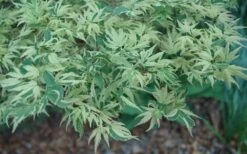 Butterfly Japanese Maple - 5 Gallon Pot -Wilson Bros Gardens Shop Japanese Maple Butterfly 3 1