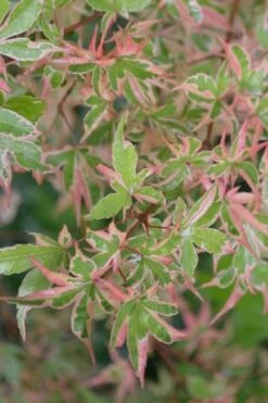 Butterfly Japanese Maple - 3 Gallon Pot -Wilson Bros Gardens Shop Japanese Maple Butterfly 4 3