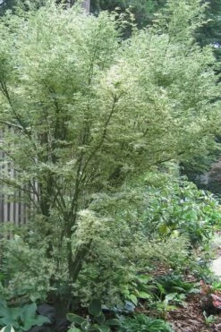 Orido Nishiki Pink Variegated Japanese Maple - 5 Gallon Pot -Wilson Bros Gardens Shop Japanese Maple Butterfly 5 1