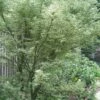 Butterfly Japanese Maple - 5 Gallon Pot