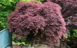 Crimson Queen Dwarf Japanese Maple (High Graft Tree Form) - 1 Gallon Pot -Wilson Bros Gardens Shop Japanese Maple Crimson Queen 22 1
