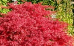 Crimson Queen Dwarf Japanese Maple (High Graft Tree Form) - 1 Gallon Pot -Wilson Bros Gardens Shop Japanese Maple Crimson Queen 51 2