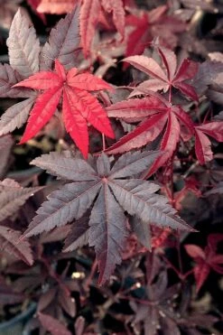 Emperor 1 Japanese Maple - 1 Gallon Pot -Wilson Bros Gardens Shop Japanese Maple Emperor 1 500x750 2