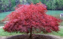 Firefall Lace Leaf Japanese Maple - 1 Gallon Pot -Wilson Bros Gardens Shop Japanese Maple Firefall 1 1