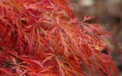 Firefall Lace Leaf Japanese Maple - 1 Gallon Pot -Wilson Bros Gardens Shop Japanese Maple Firefall 2 1
