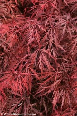 Firefall Lace Leaf Japanese Maple - 1 Gallon Pot -Wilson Bros Gardens Shop Japanese Maple Firefall 3 1