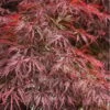 Firefall Lace Leaf Japanese Maple - 1 Gallon Pot