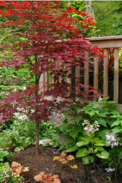 Fireglow Red Leaf Japanese Maple - 5 Gallon Pot (3-4') -Wilson Bros Gardens Shop Japanese Maple Fireglow 500x750 4
