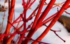 Fjellheim Dwarf Coral Bark Japanese Maple - 3 Gallon Pot -Wilson Bros Gardens Shop Japanese Maple Fjellheim 2 1