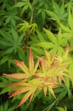 Glowing Embers Japanese Maple - 7 Gallon Pot (7'+) -Wilson Bros Gardens Shop Japanese Maple Glowing Embers 6 2