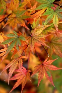 Glowing Embers Japanese Maple - 3 Gallon Pot -Wilson Bros Gardens Shop Japanese Maple Glowing Embers 7 1