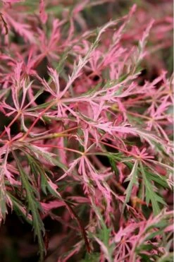 Hana Matoi Pink Leaf Japanese Maple - Acer Palmatum - 3 Gallon Pot -Wilson Bros Gardens Shop Japanese Maple Hana Matoi Leaves Closeup 3