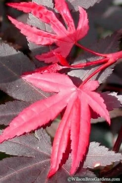 Red 'N Summer Japanese Maple - Acer Palmatum 'Hefner's Red' - 1 Gallon Pot -Wilson Bros Gardens Shop Japanese Maple Hefners Red 20 1