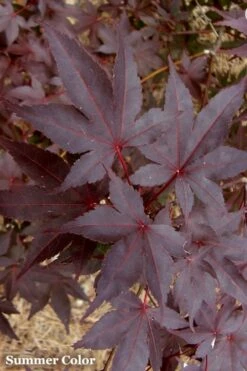 Red 'N Summer Japanese Maple - Acer Palmatum 'Hefner's Red' - 3 Gallon Pot -Wilson Bros Gardens Shop Japanese Maple Hefners Red 21