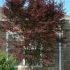 Red 'N Summer Japanese Maple - Acer Palmatum 'Hefner's Red' - 3 Gallon Pot