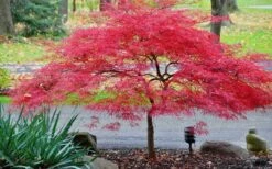 Inaba Shidare Red Japanese Maple - 2 Gallon Pot -Wilson Bros Gardens Shop Japanese Maple Inaba Shidare 2 4