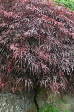 Inaba Shidare Red Japanese Maple - 3 Gallon Pot -Wilson Bros Gardens Shop Japanese Maple Inaba Shidare 5 1
