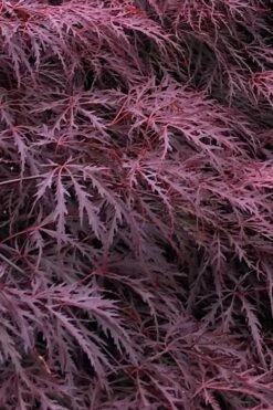 Inaba Shidare Red Japanese Maple - 5 Gallon Pot (3-4')
