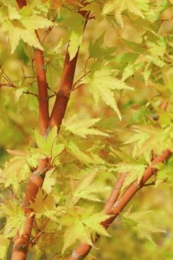 Japanese Sunrise Japanese Maple - 3 Gallon Pot -Wilson Bros Gardens Shop Japanese Maple Japanese Sunrise Bark 500x700 1