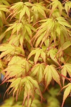 Katsura Japanese Maple - 3 Gallon Pot -Wilson Bros Gardens Shop Japanese Maple Katsura 1