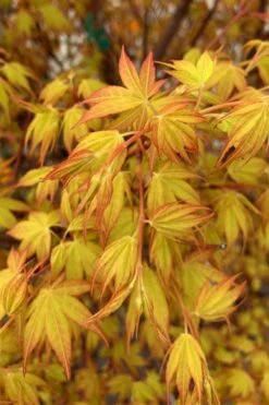 Katsura Japanese Maple - 3 Gallon Pot -Wilson Bros Gardens Shop Japanese Maple Katsura 4