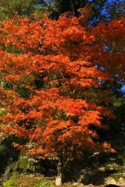 Katsura Japanese Maple - 3 Gallon Pot -Wilson Bros Gardens Shop Japanese Maple Katsura 5