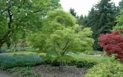 Koto No Ito Japanese Maple - 3 Gallon Pot -Wilson Bros Gardens Shop Japanese Maple Koto No Ito Summer Color 1