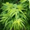 Mikawa Yatsubusa Japanese Maple - 1 Gallon Pot