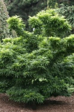 Mikawa Yatsubusa Japanese Maple - 1 Gallon Pot -Wilson Bros Gardens Shop Japanese Maple Mikawa Yatsubusa 8 3