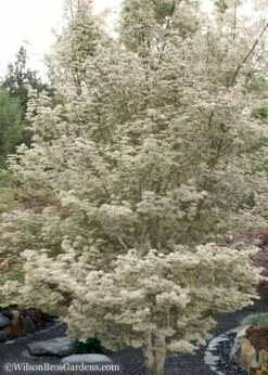 Ukigumo Floating Cloud Ghost Japanese Maple - 7 Gallon Pot -Wilson Bros Gardens Shop Japanese Maple Okigumo 15