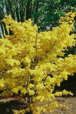 Orange Dream Japanese Maple - 2 Gallon Pot -Wilson Bros Gardens Shop Japanese Maple Orange Dream 10