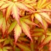 Orange Dream Japanese Maple - 2 Gallon Pot
