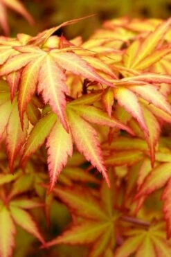 Orange Dream Japanese Maple - 3 Gallon Pot
