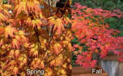 Orange Dream Japanese Maple - 2 Gallon Pot -Wilson Bros Gardens Shop Japanese Maple Orange Dream Spring Fall