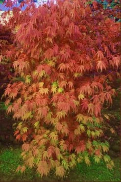 Orange Flame Japanese Maple - 1 Gallon Pot