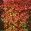 Orange Flame Japanese Maple - 2 Gallon Pot
