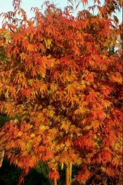 Orange Flame Japanese Maple - 1 Gallon Pot -Wilson Bros Gardens Shop Japanese Maple Orange Flame 12 1