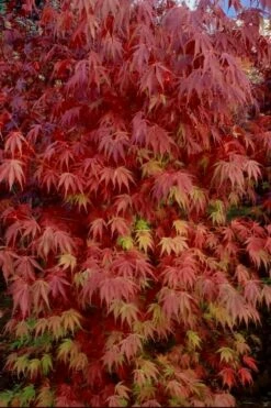 Orange Flame Japanese Maple - 5 Gallon Pot -Wilson Bros Gardens Shop Japanese Maple Orange Flame 13 3