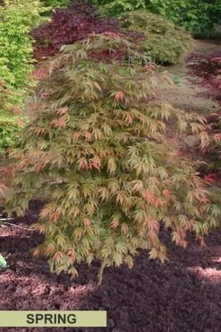 Orange Flame Japanese Maple - 3 Gallon Pot -Wilson Bros Gardens Shop Japanese Maple Orange Flame Spring Color 2