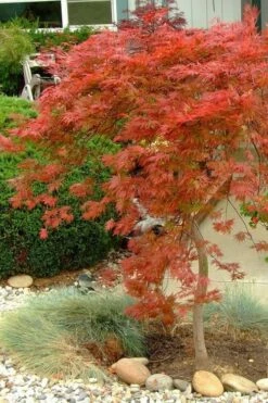 Orangeola Weeping Japanese Maple - 3 Gallon Pot (2-3') -Wilson Bros Gardens Shop Japanese Maple Orangeola 1 2