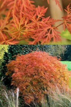 Orangeola Weeping Japanese Maple - 3 Gallon Pot (2-3') -Wilson Bros Gardens Shop Japanese Maple Orangeola 3 2